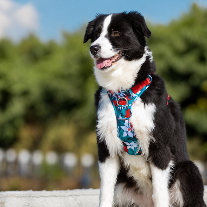 Padded Dog Harness with Reflective Mesh & Aluminium D-Ring